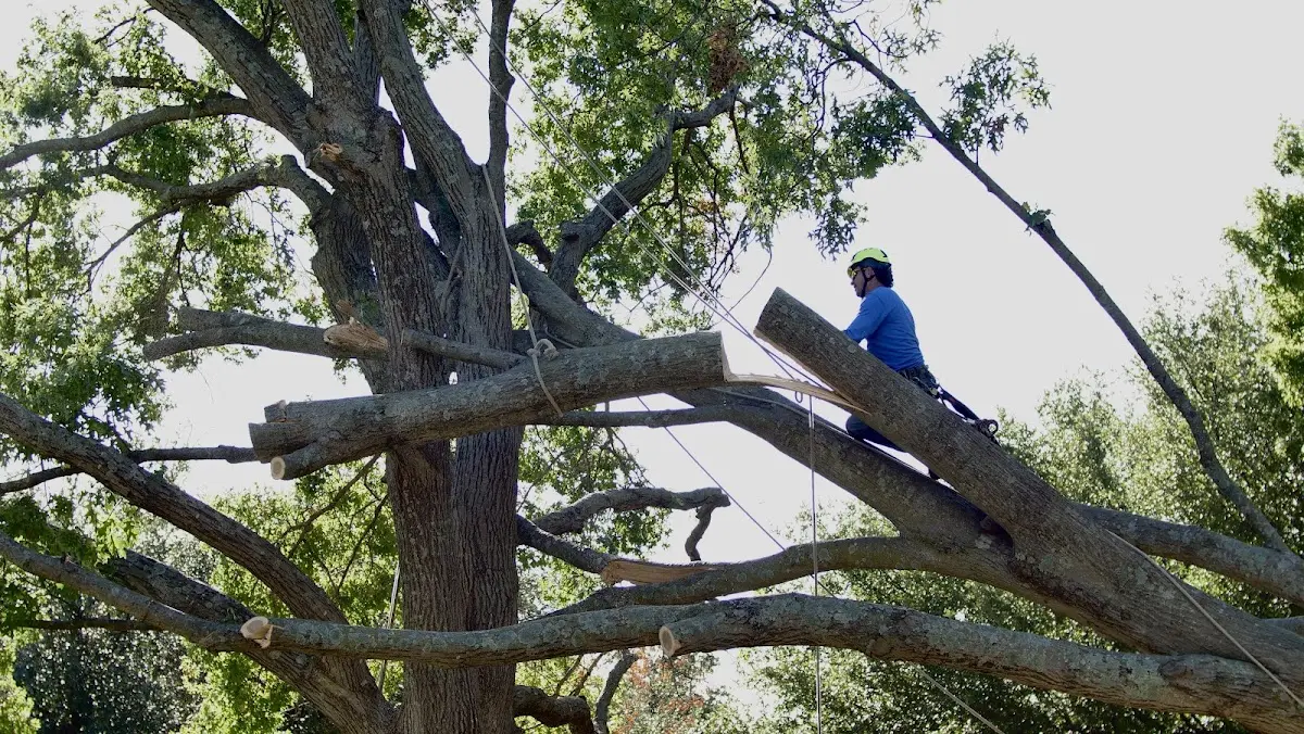 Professional Crown Thinning performed by certified arborists in Curtis