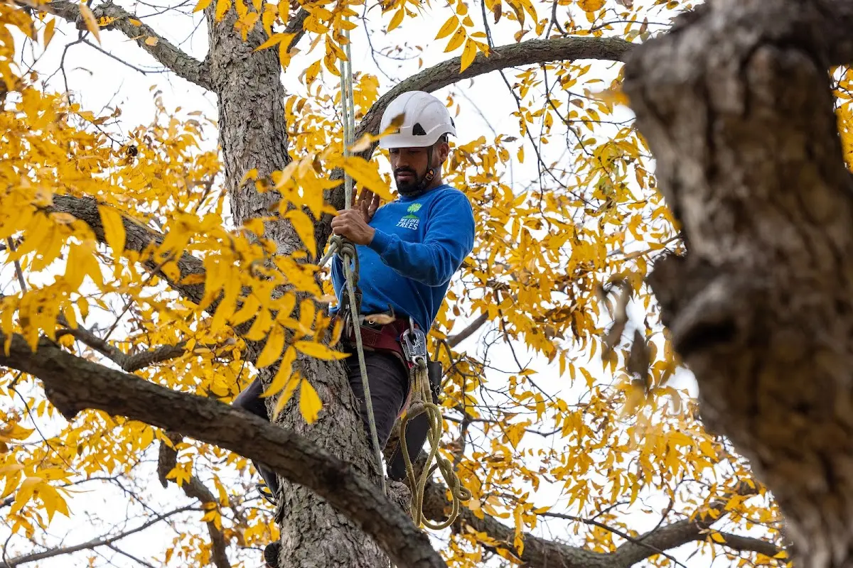 Skilled Tree Transplanting crew working in Curtis